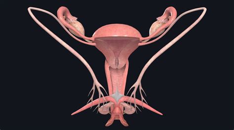 sexy vagina pictures|File : Female Genital Organs (frontal view) detailed macro.jpg